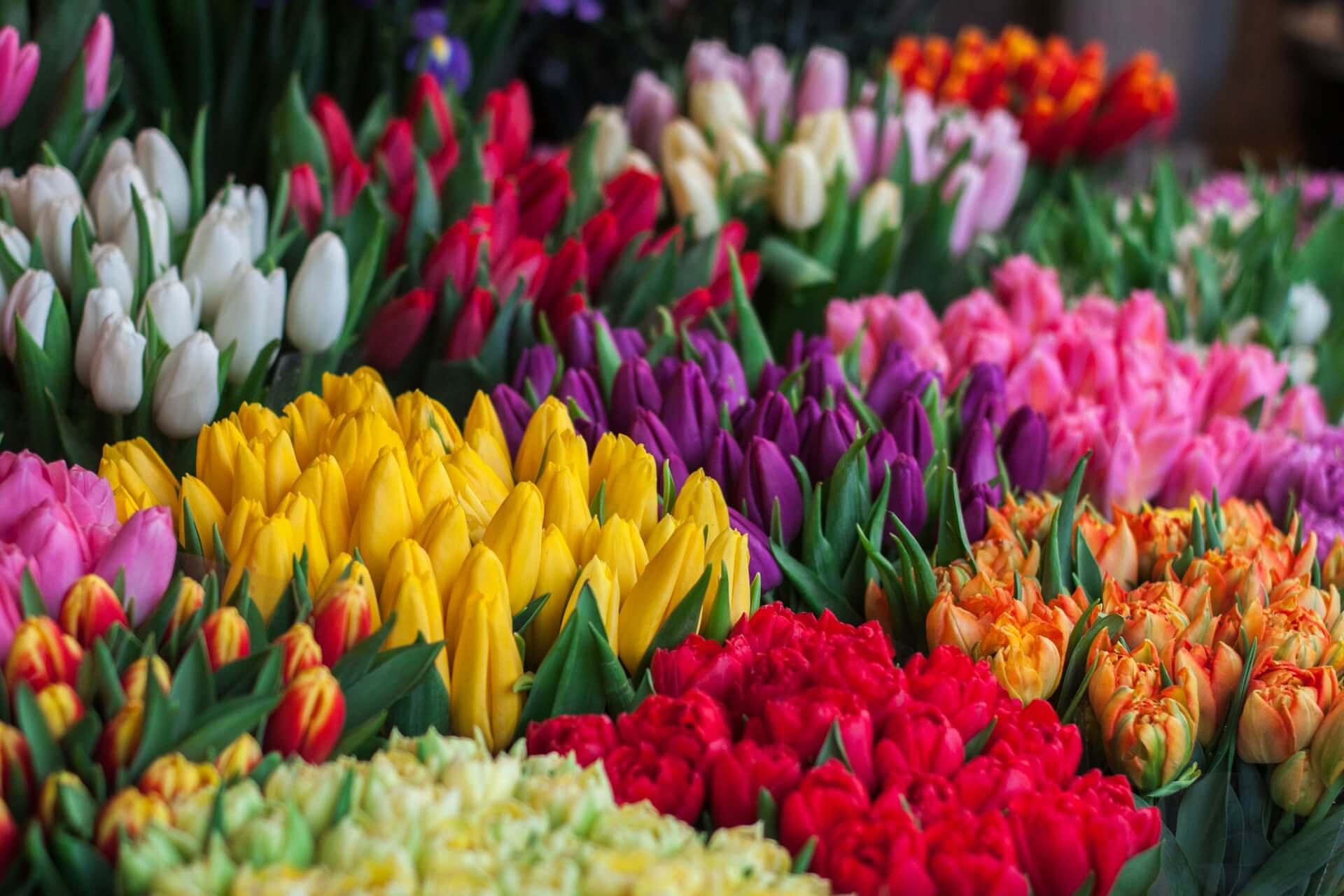 Best Flowers for every occasion and moment