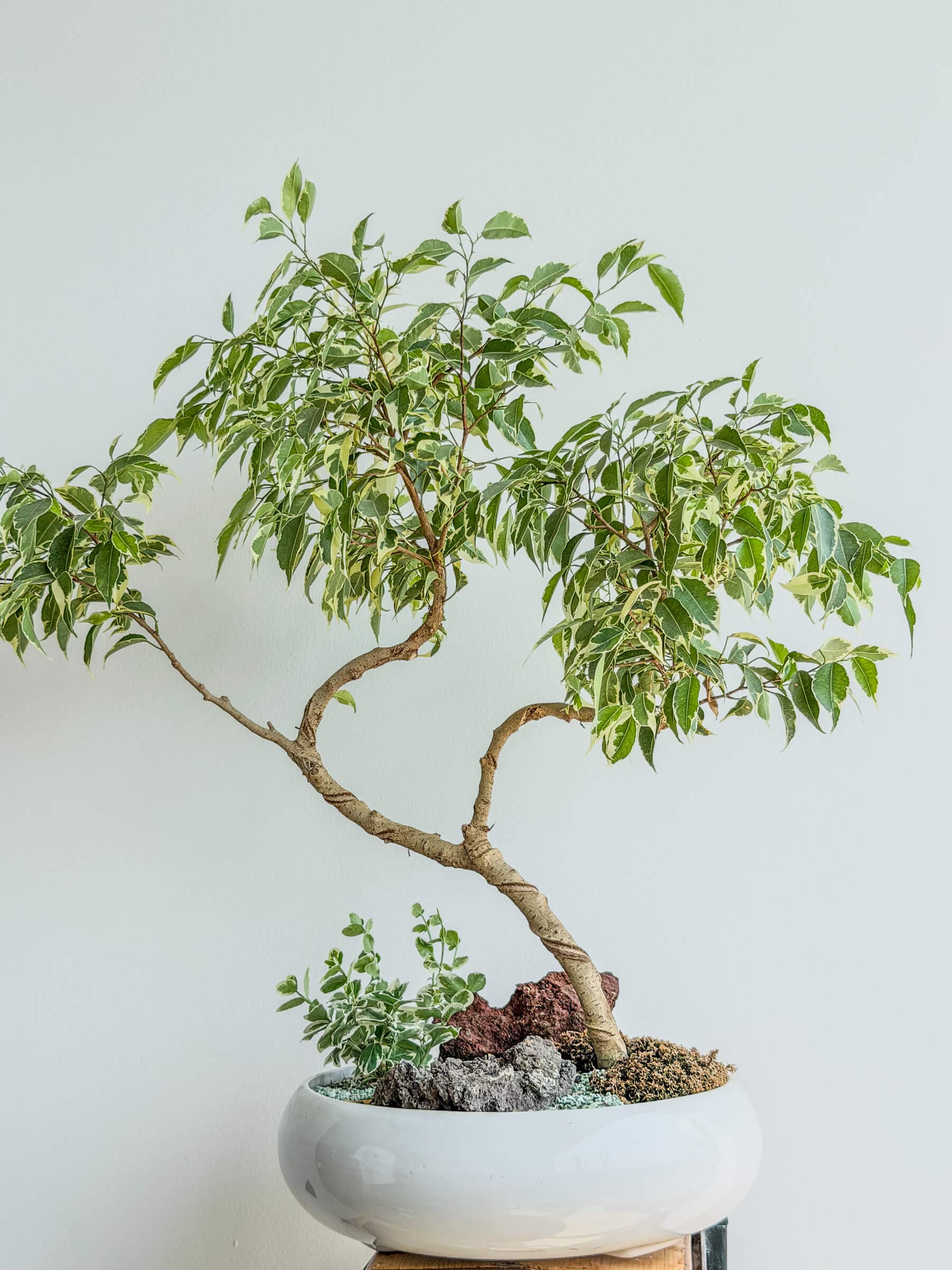 Ficus Benjamina Variegata Houseplant in Yerevan