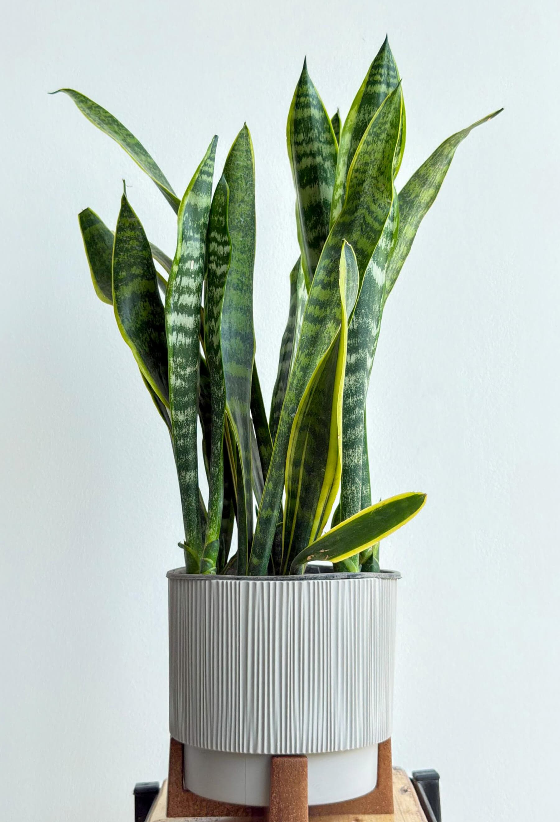 Dracaena Laurentii Snake Plant Houseplant in Pot