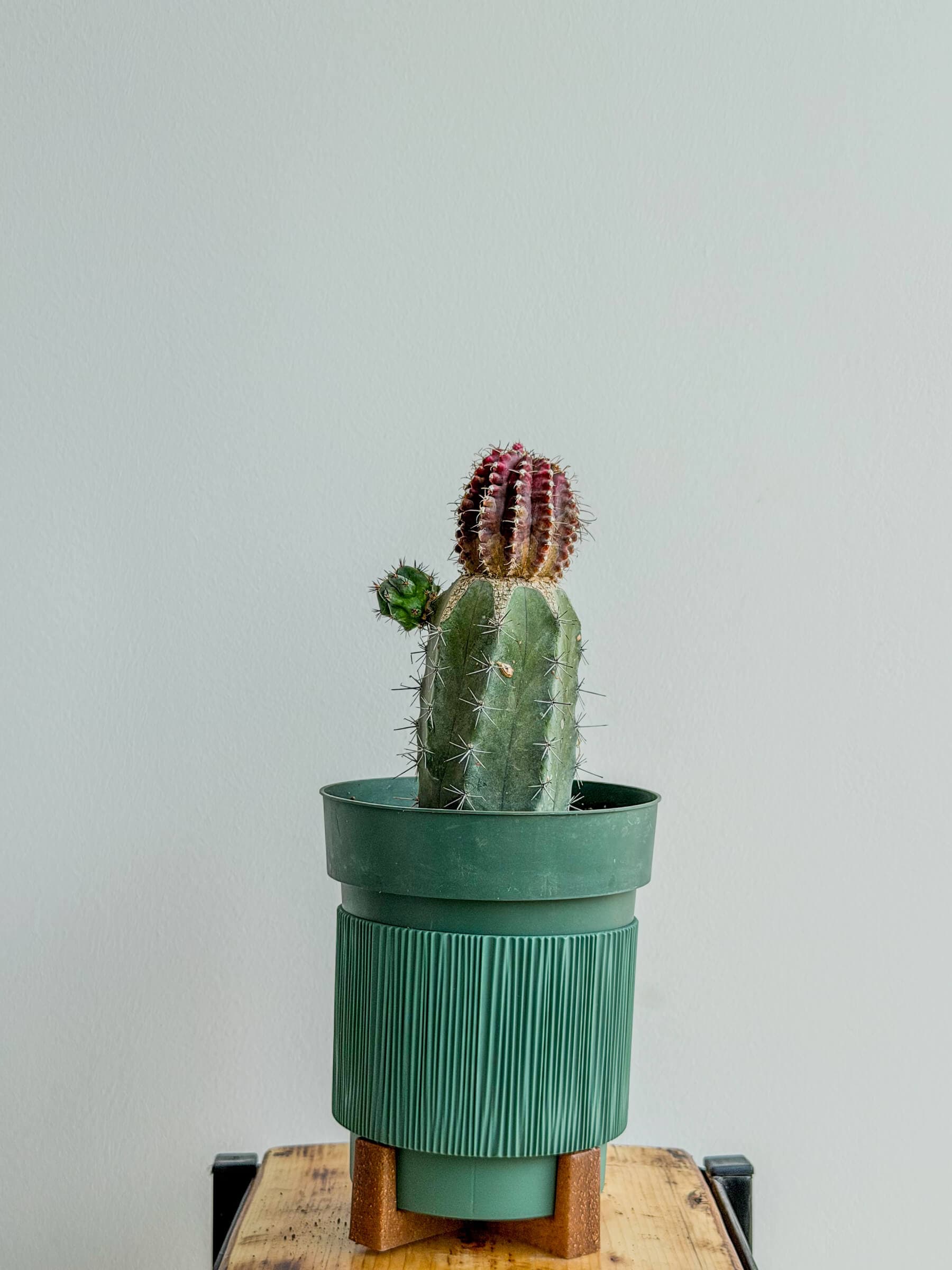 Red-Purple Moon Cactus Easy-Care Indoor Houseplant