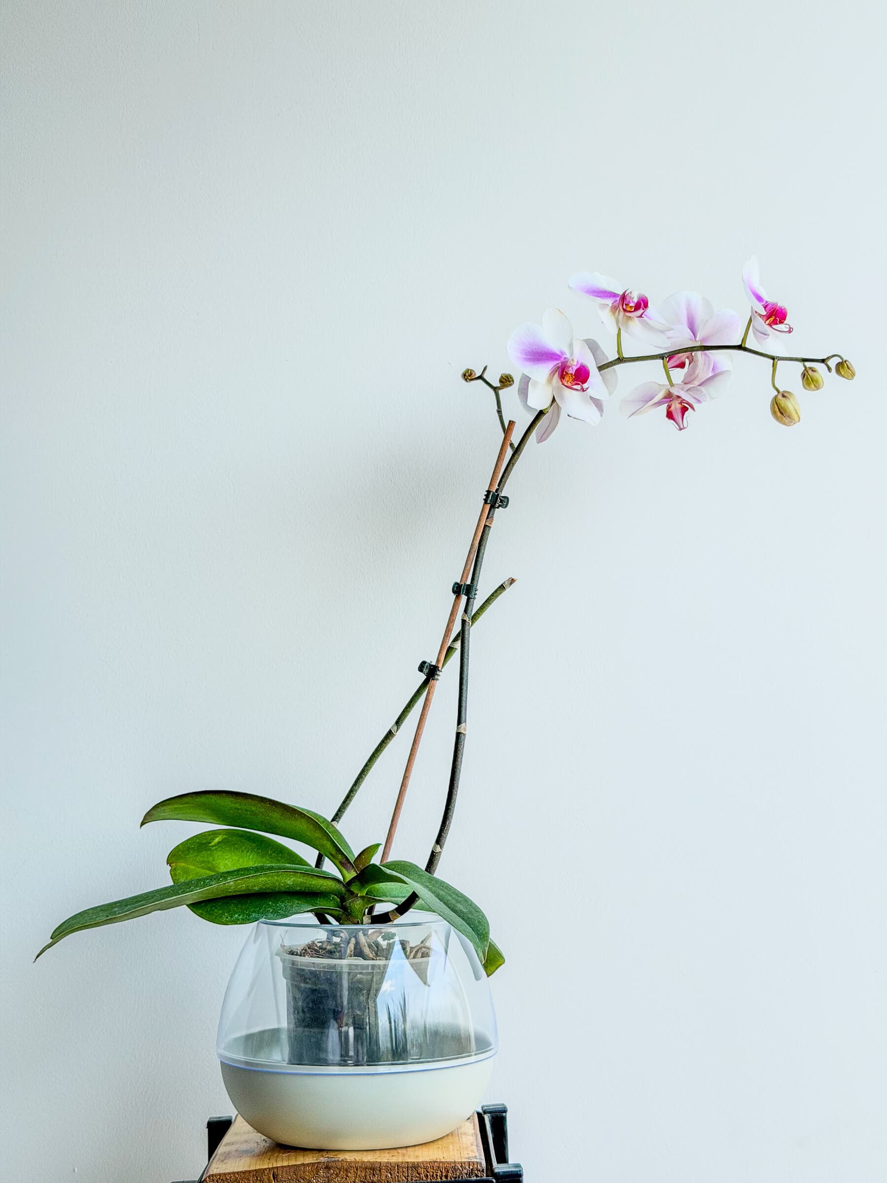 Phalaenopsis Orchid - Elegant Flowering Houseplant