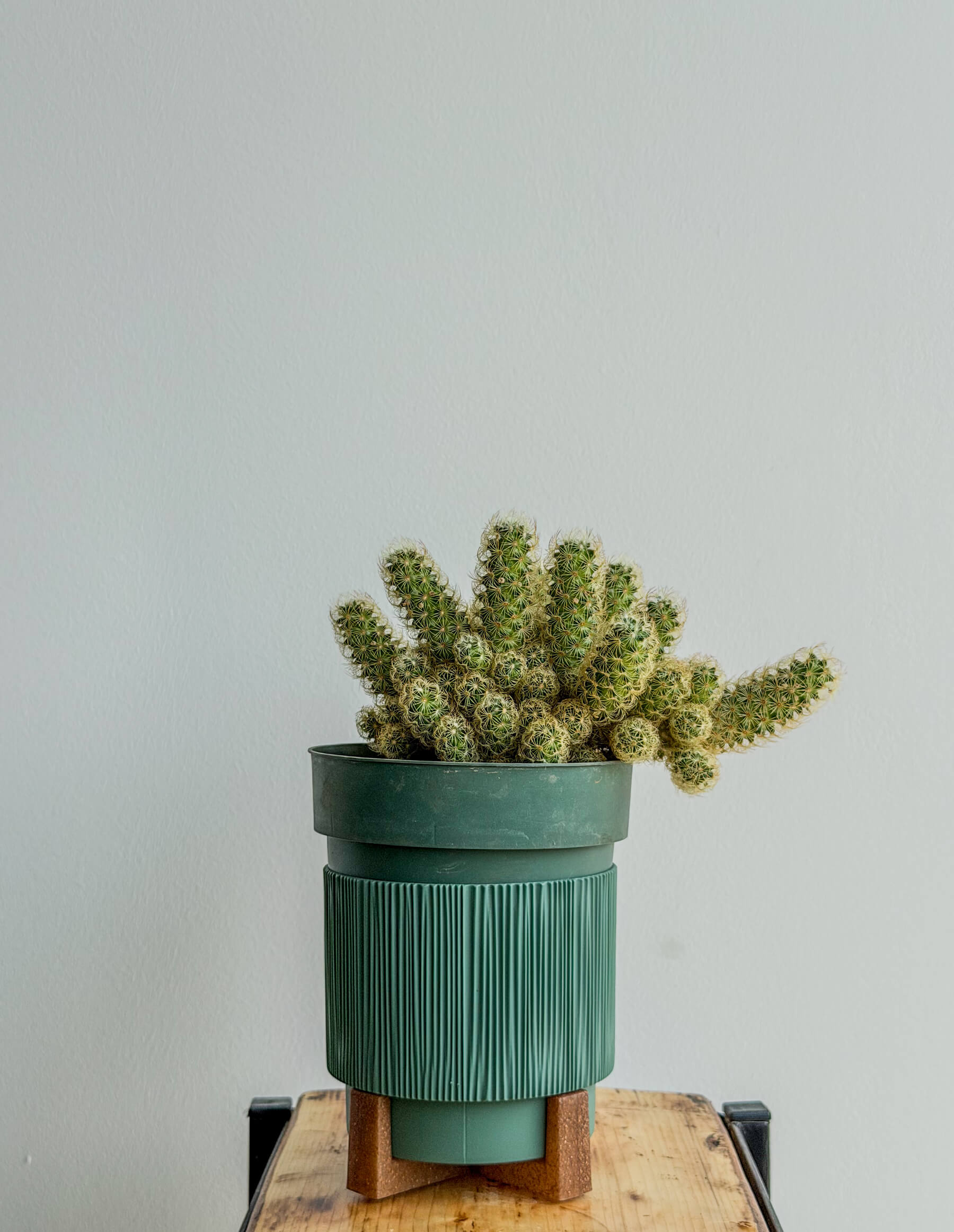 Mammillaria Elongata Gold Lace Cactus in Pot - Fresh flowers Yerevan | Flowers Theory