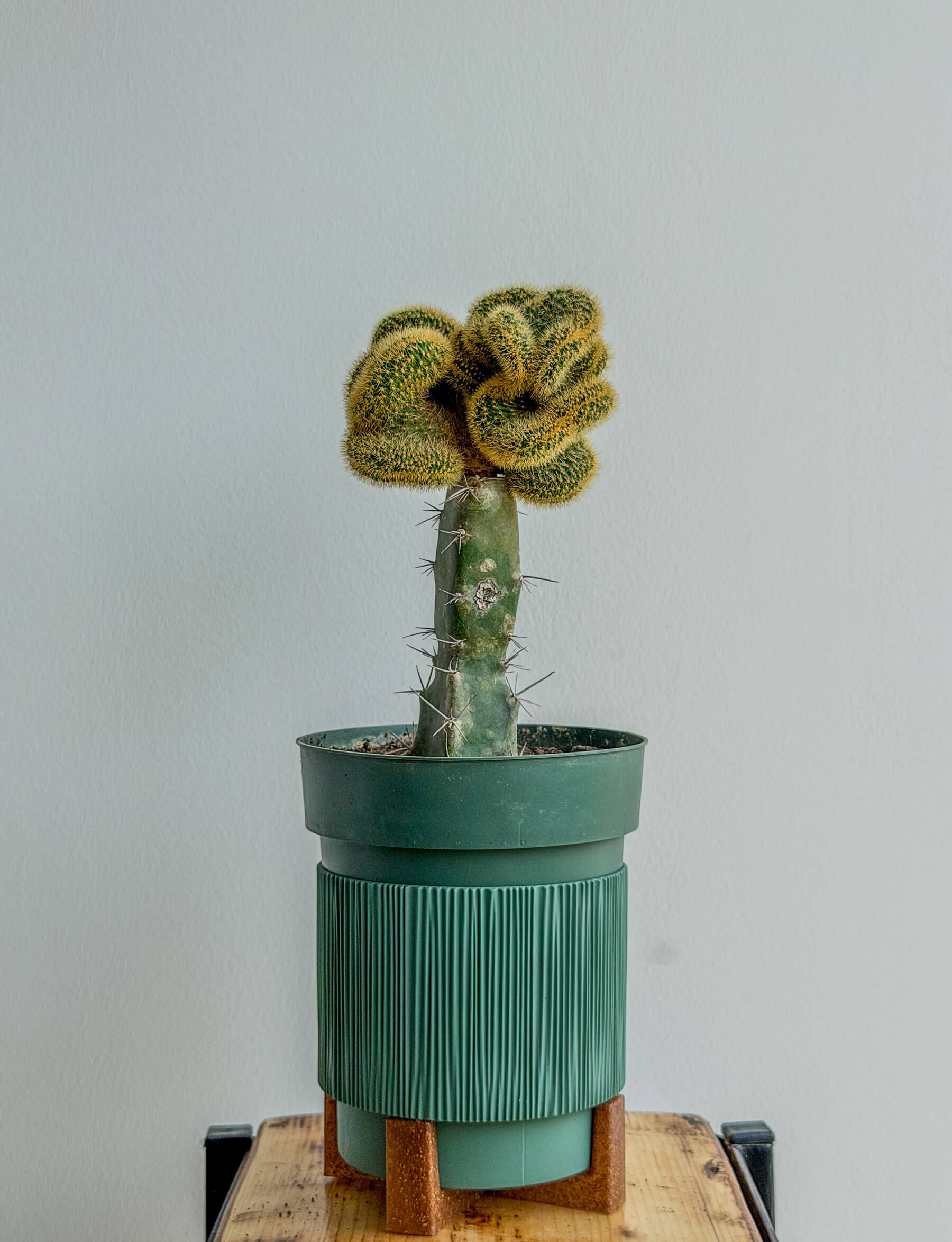 Cleistocactus Winteri Cristata Rare Crested Cactus - Image 1 of 1 | Flowers Theory