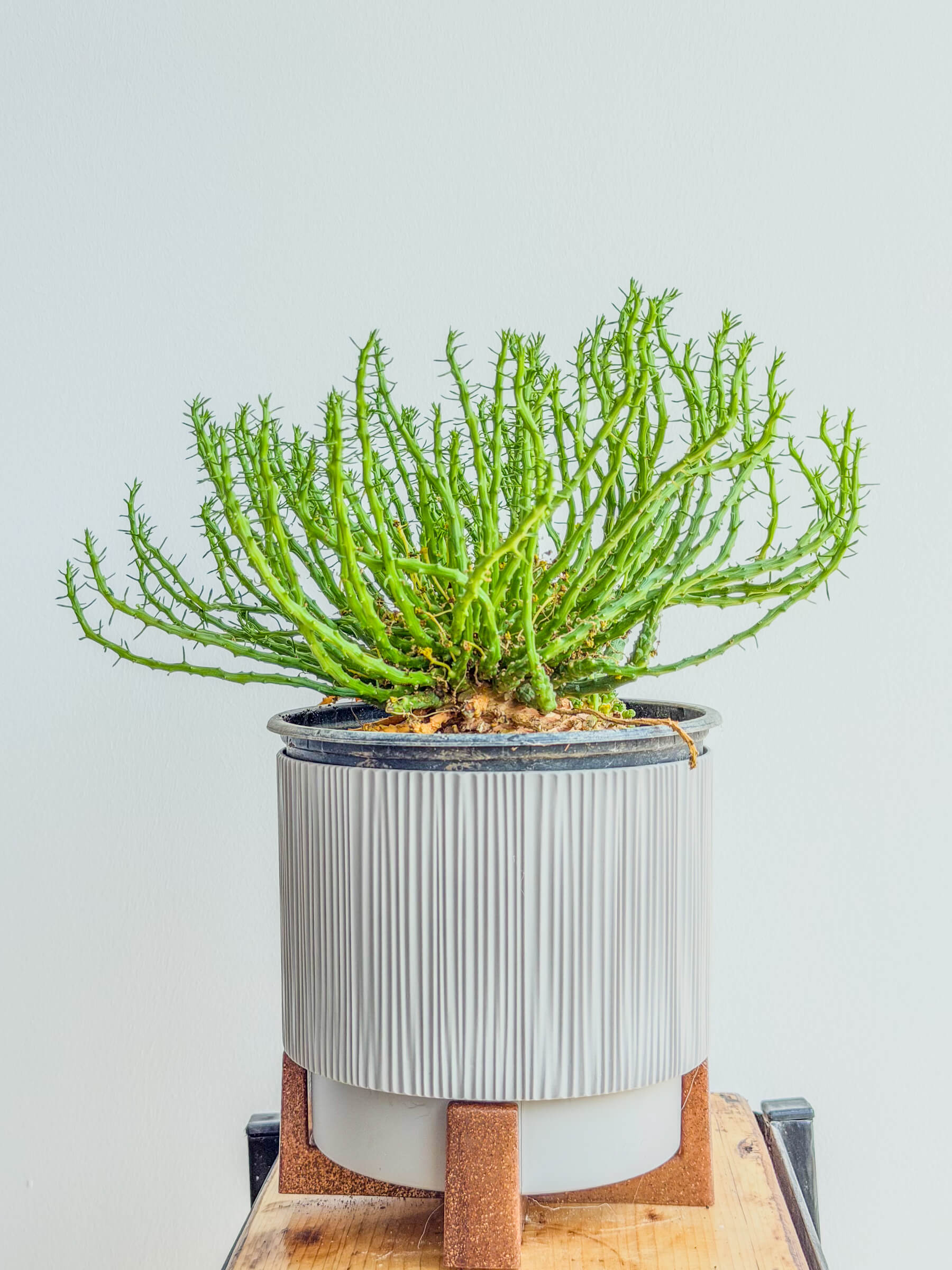 Euphorbia Medusa's Head - Easy Care Indoor Plant - Image 1 of 1 | Flowers Theory