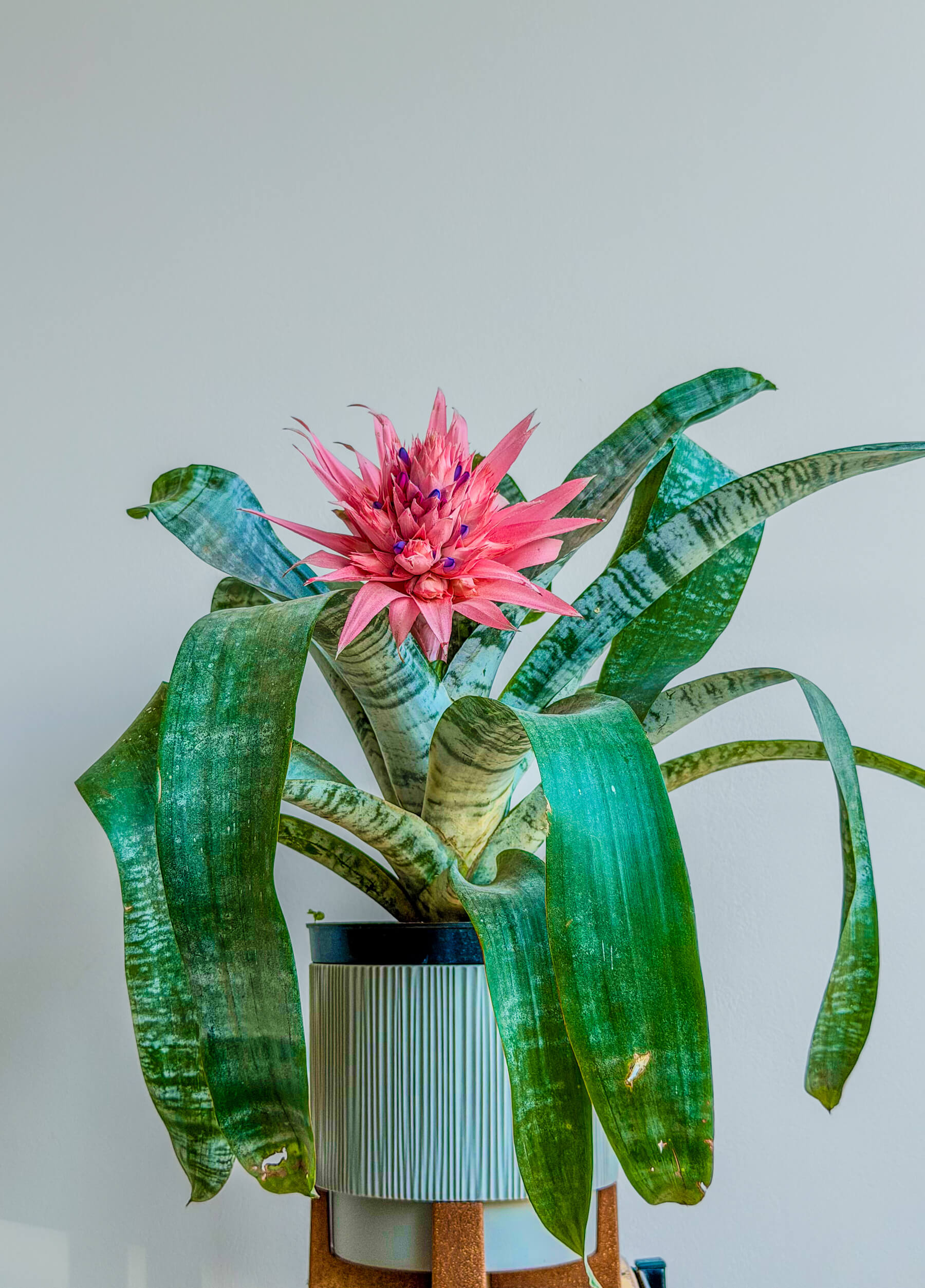 Aechmea Fasciata: Easy Care Tropical Houseplant - Image 1 of 1 | Flowers Theory