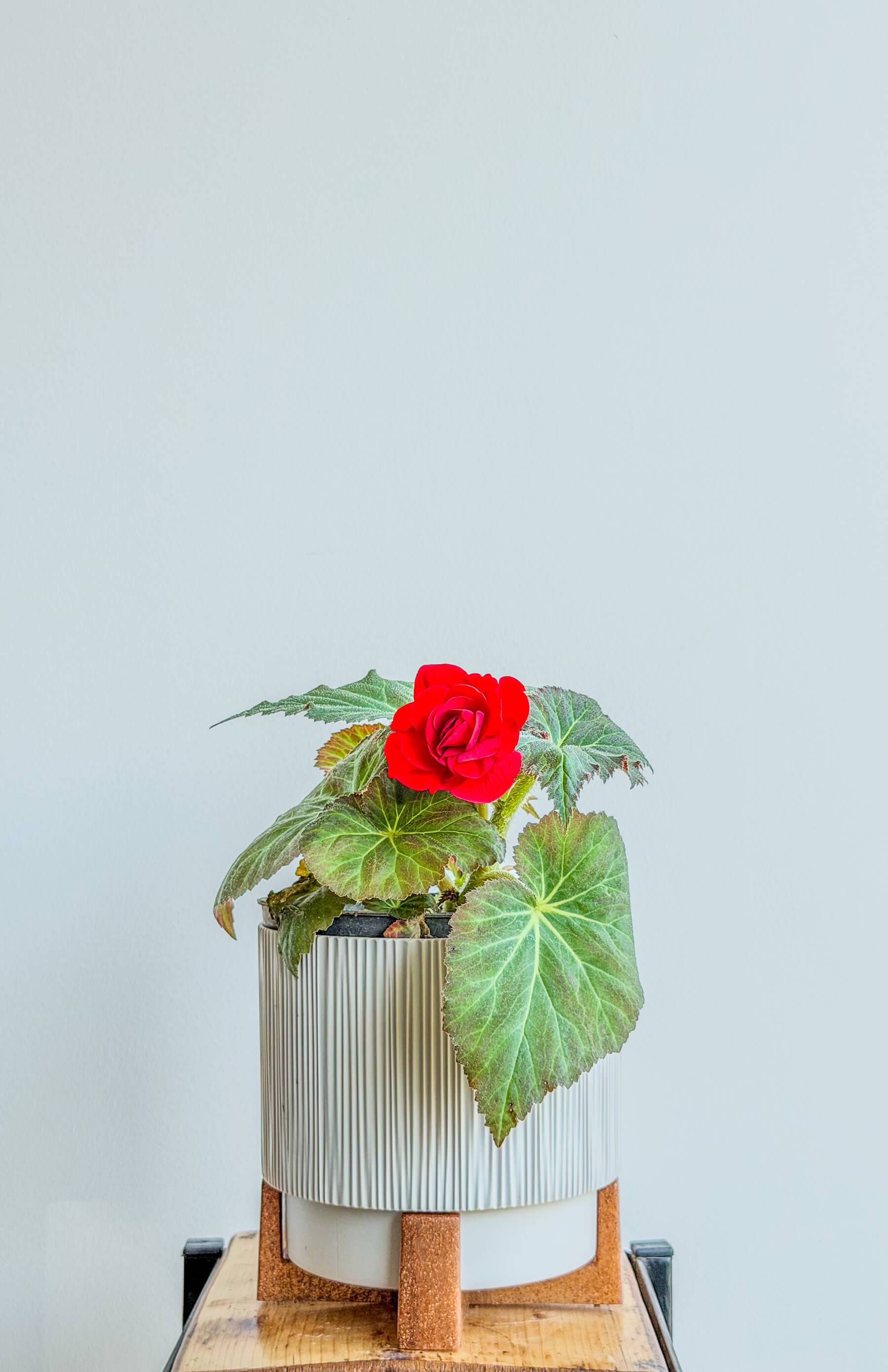 Бегония с красными цветами - декоративное растение - Image 1 of 1 | Flowers Theory