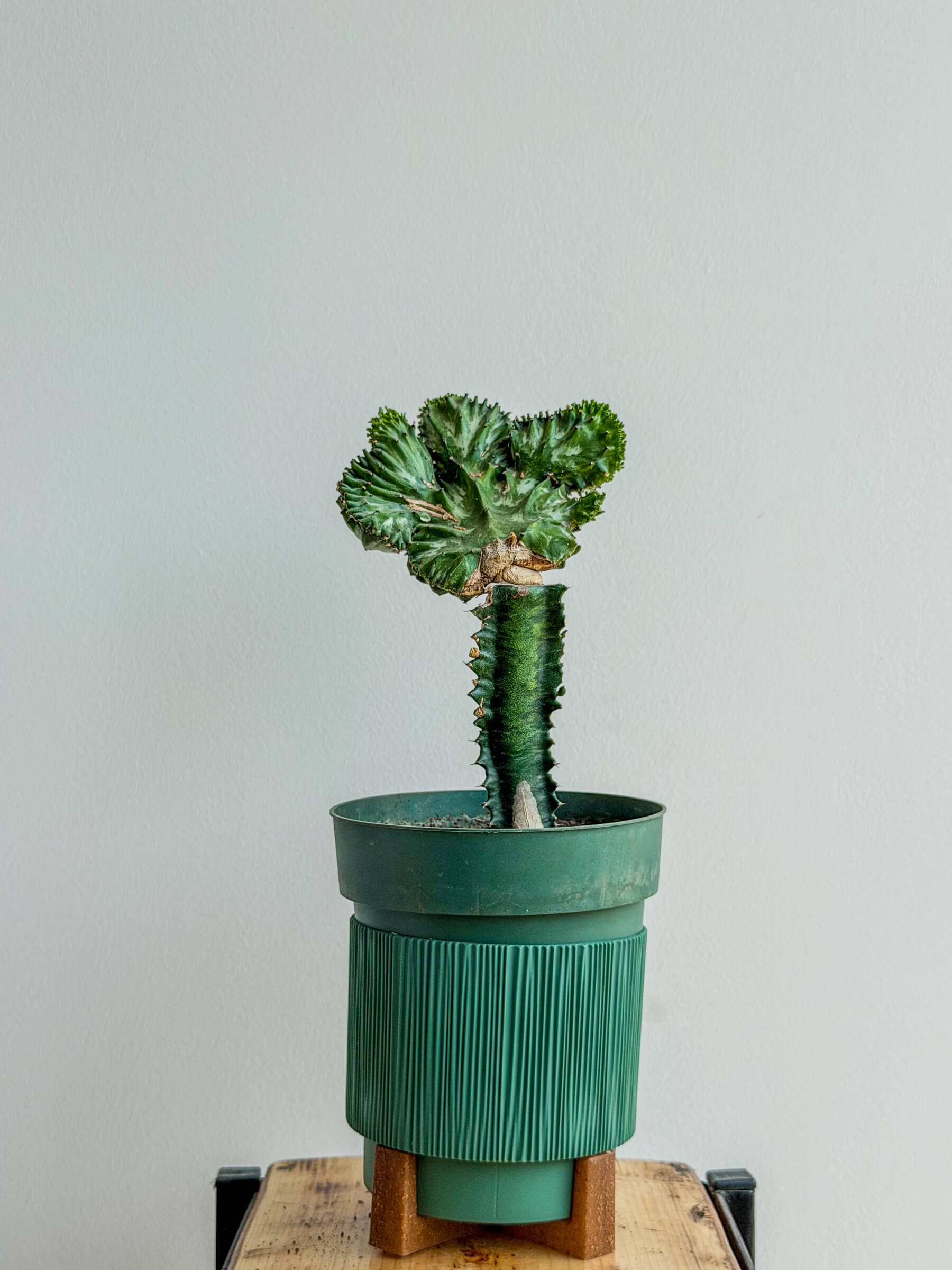 Euphorbia Lactea Cristata Green - Coral Cactus - Image 1 of 1 | Flowers Theory