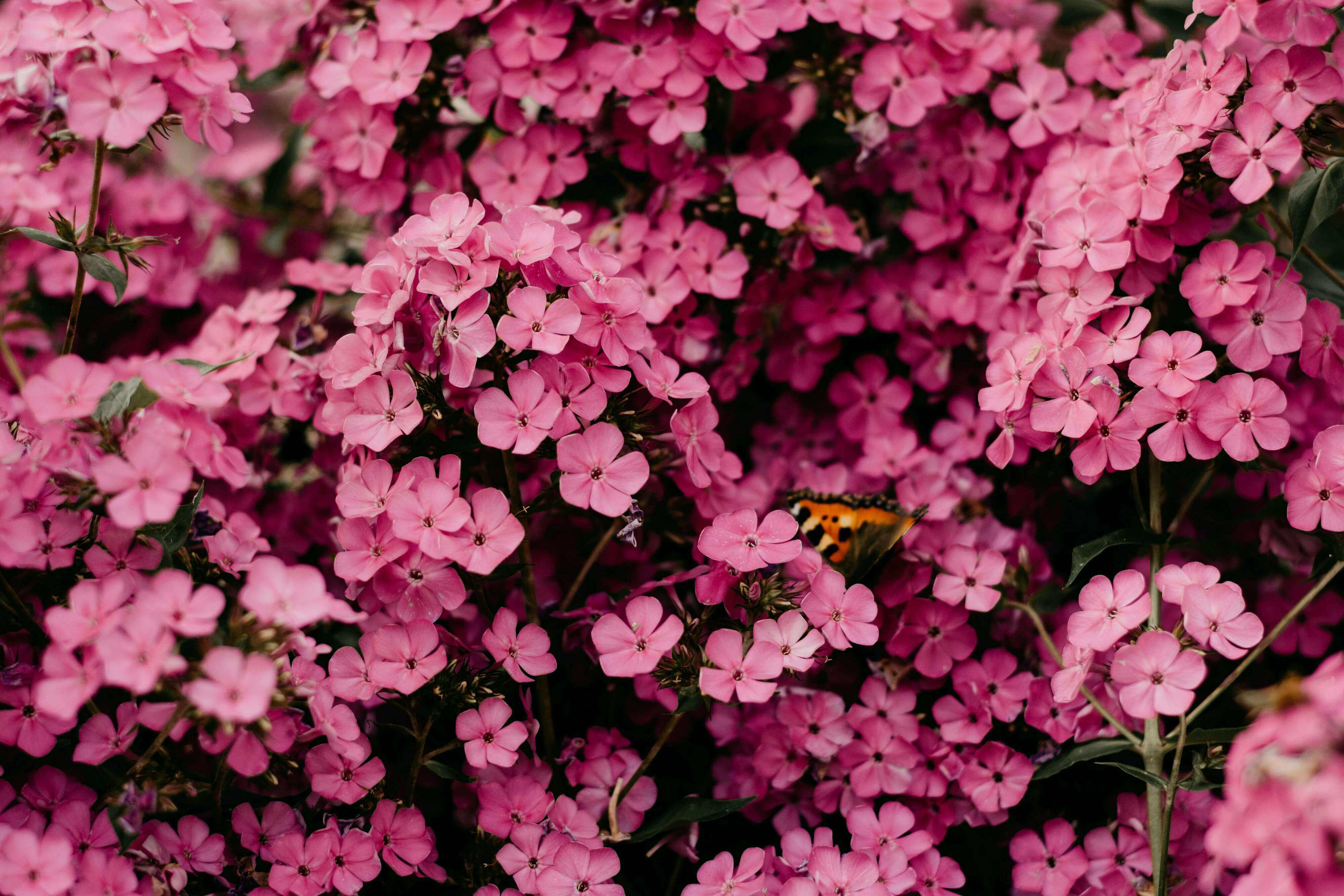 Flowers Theory Story