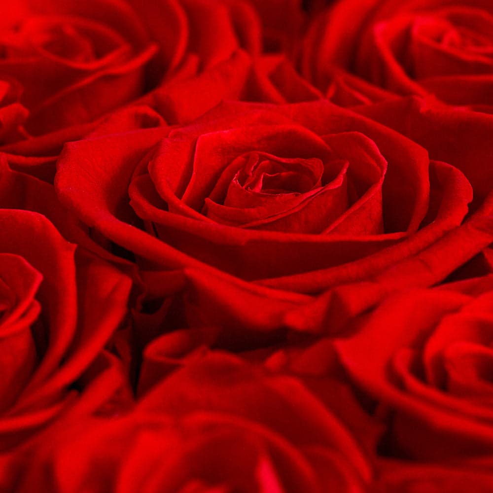 Premium red roses close-up - Fresh flower bouquets Yerevan
