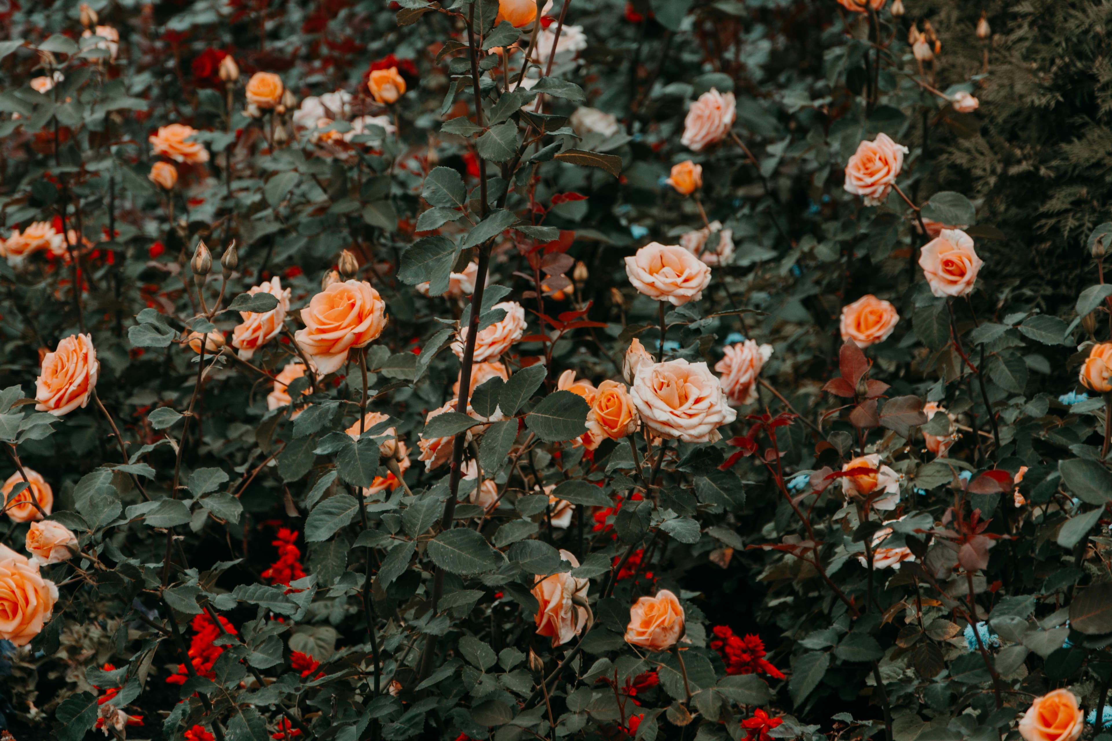 What Each Rose Color Means Full Guide