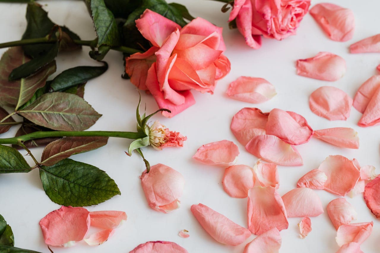 How to Keep Cut Roses Fresh in a Vase Up to 2 Weeks