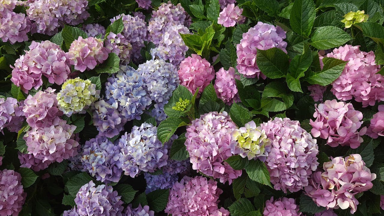How to Keep Hydrangeas Fresh in a Vase Up to 10 Days