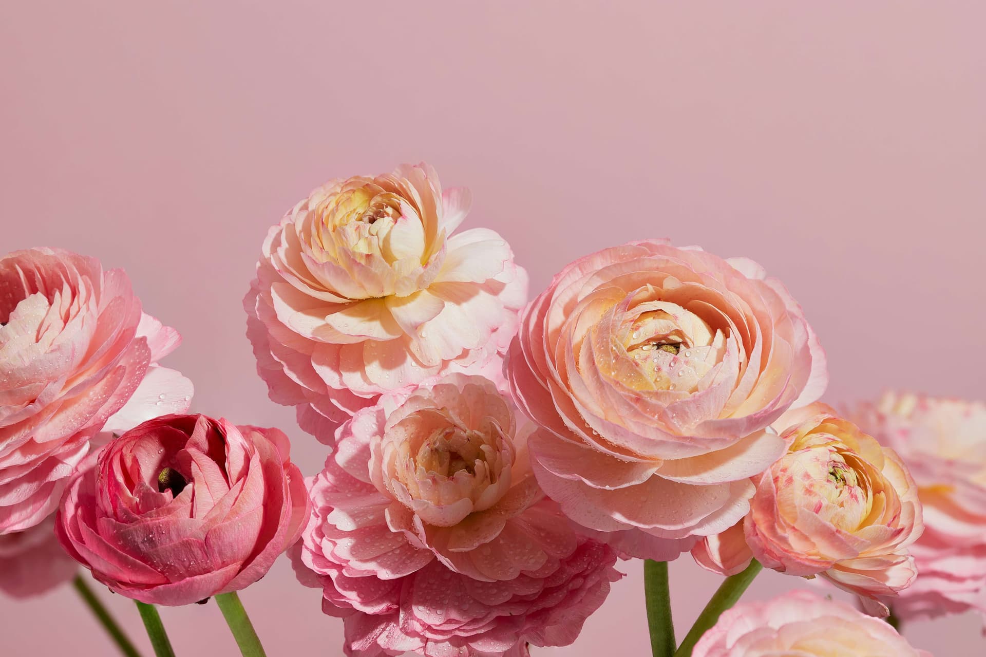 Are Your Flowers Wilting Fast in Summer? Real Reason