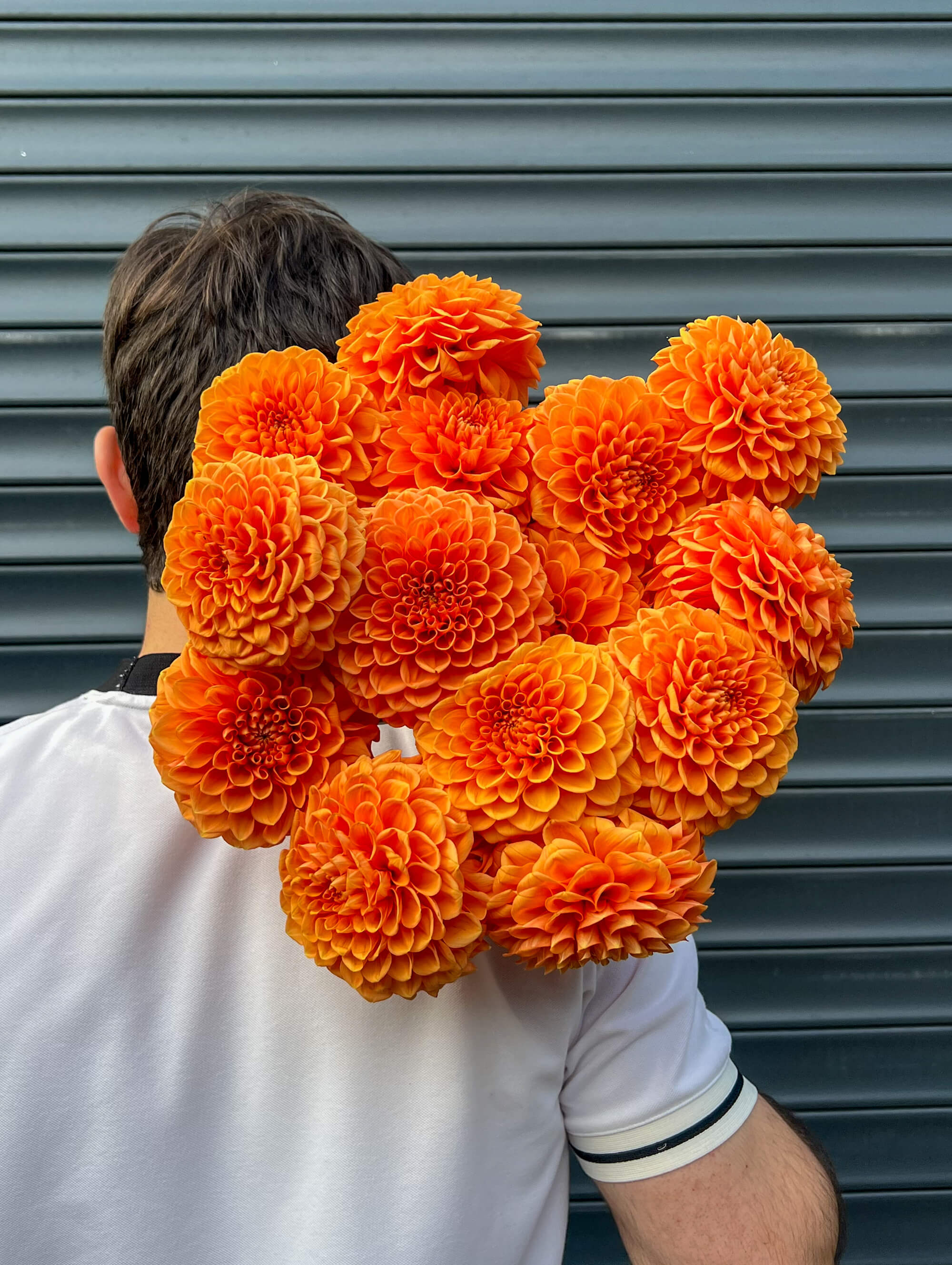 Букет оранжевых шаровидных георгинов - Солнце - Image 1 of 3 | Flowers Theory