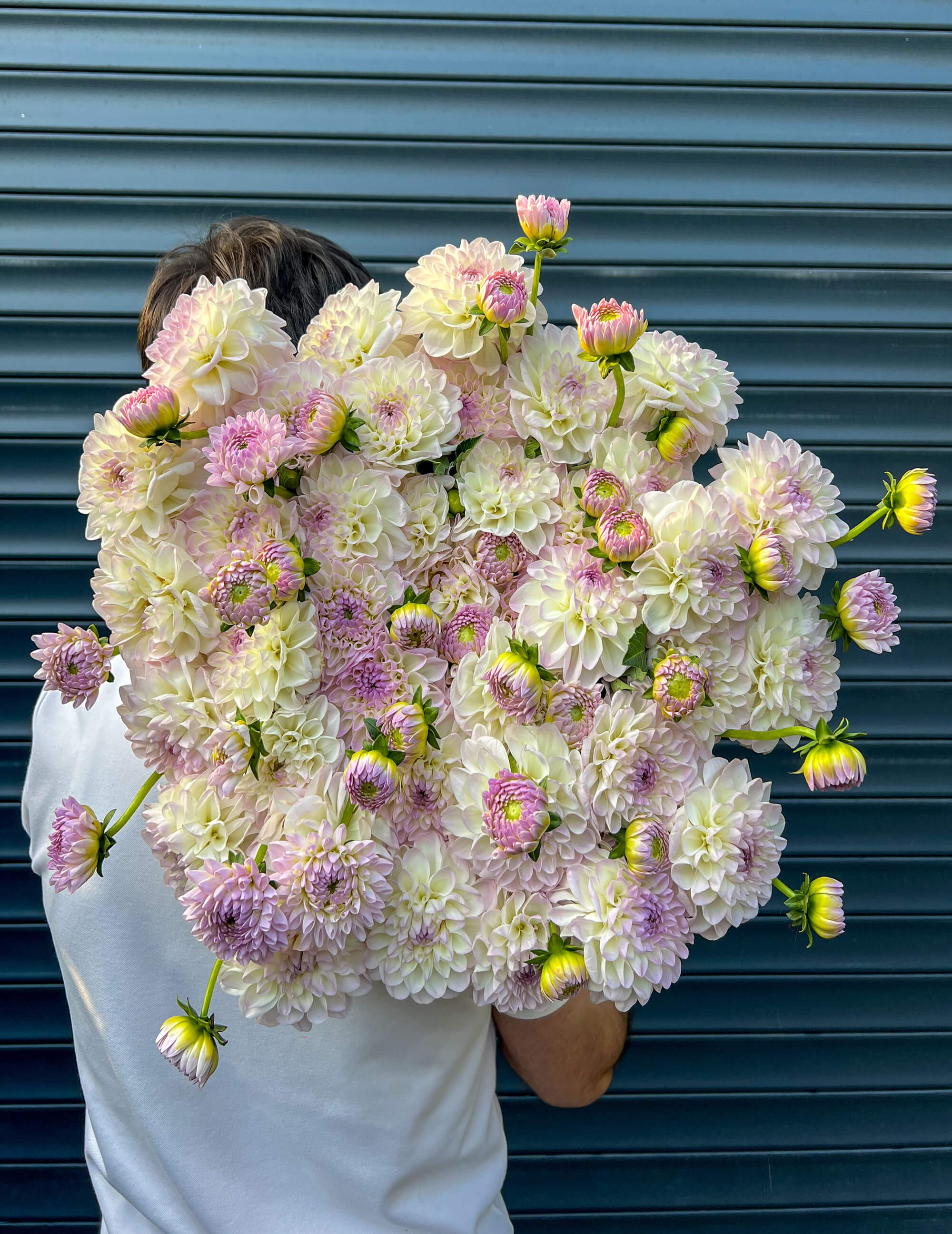 Большой букет белых георгинов с фиолетовым краем - Image 1 of 2 | Flowers Theory