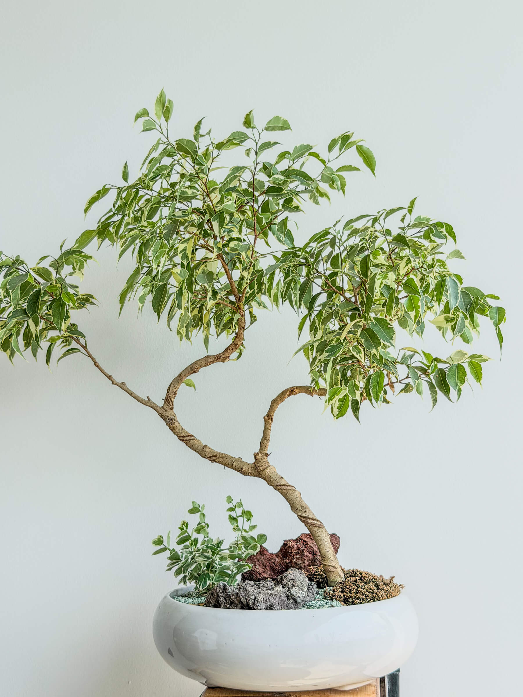 Ficus Benjamina Variegata Houseplant in Yerevan - Image 1 of 1 | Flowers Theory