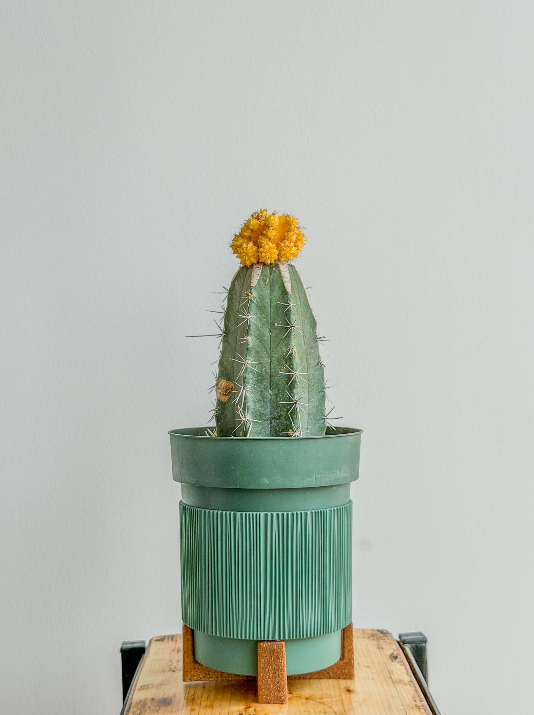 Yellow Moon Cactus, Grafted Cactus, Easy-Care Plant - Image 1 of 1 | Flowers Theory