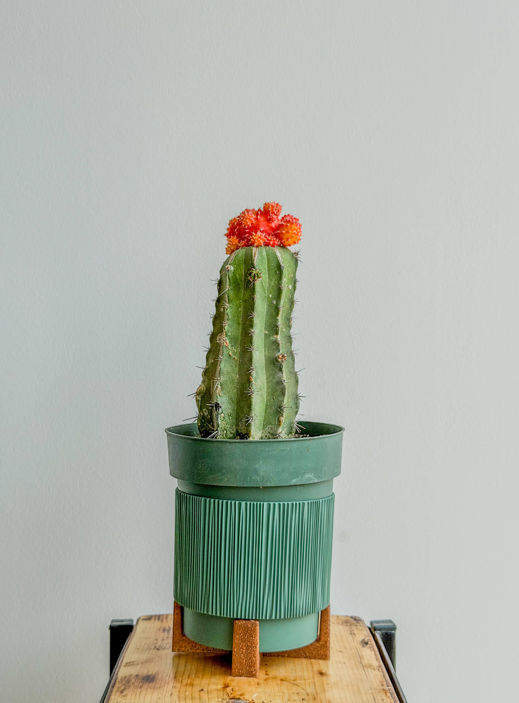Red-Orange Moon Cactus, Grafted, Easy-Care Plant - Image 1 of 1 | Flowers Theory