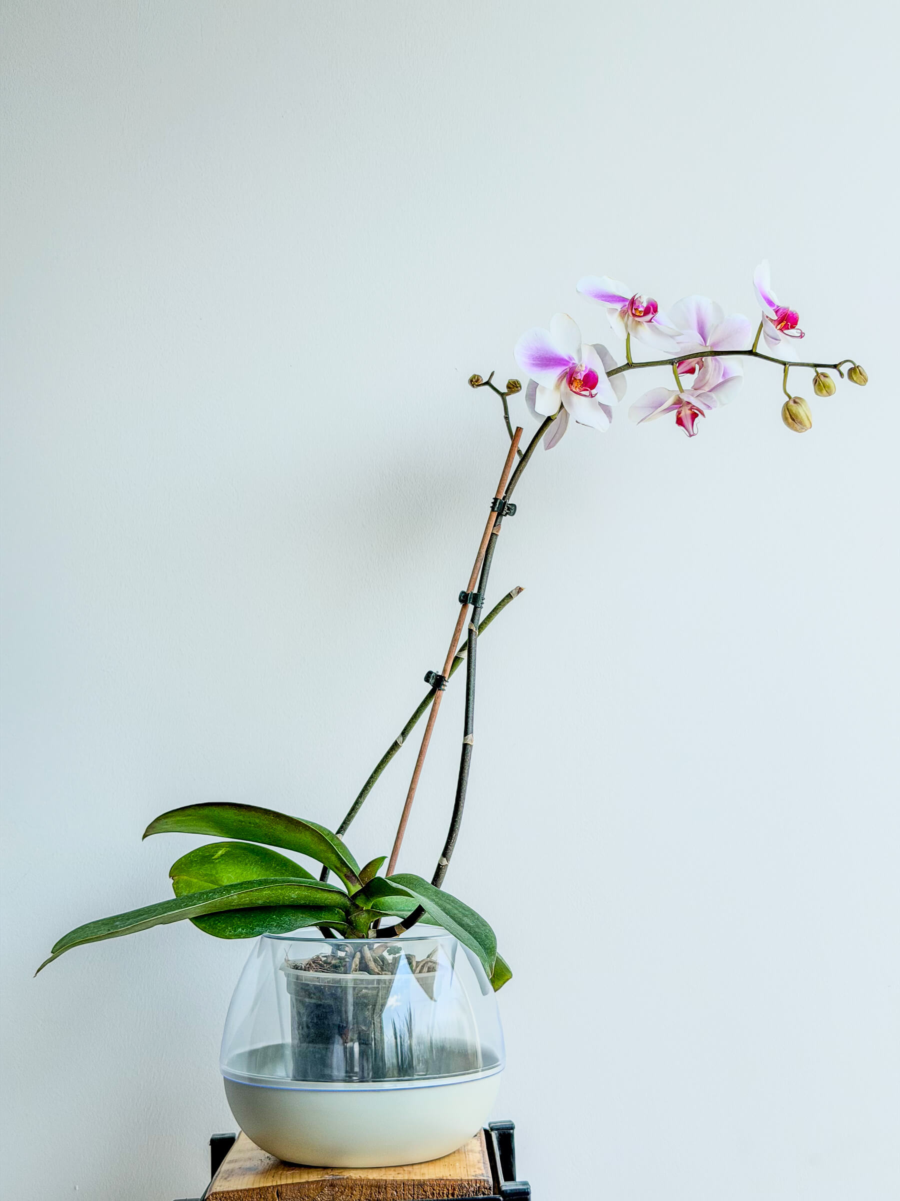Phalaenopsis Orchid - Elegant Flowering Houseplant - Image 1 of 2 | Flowers Theory