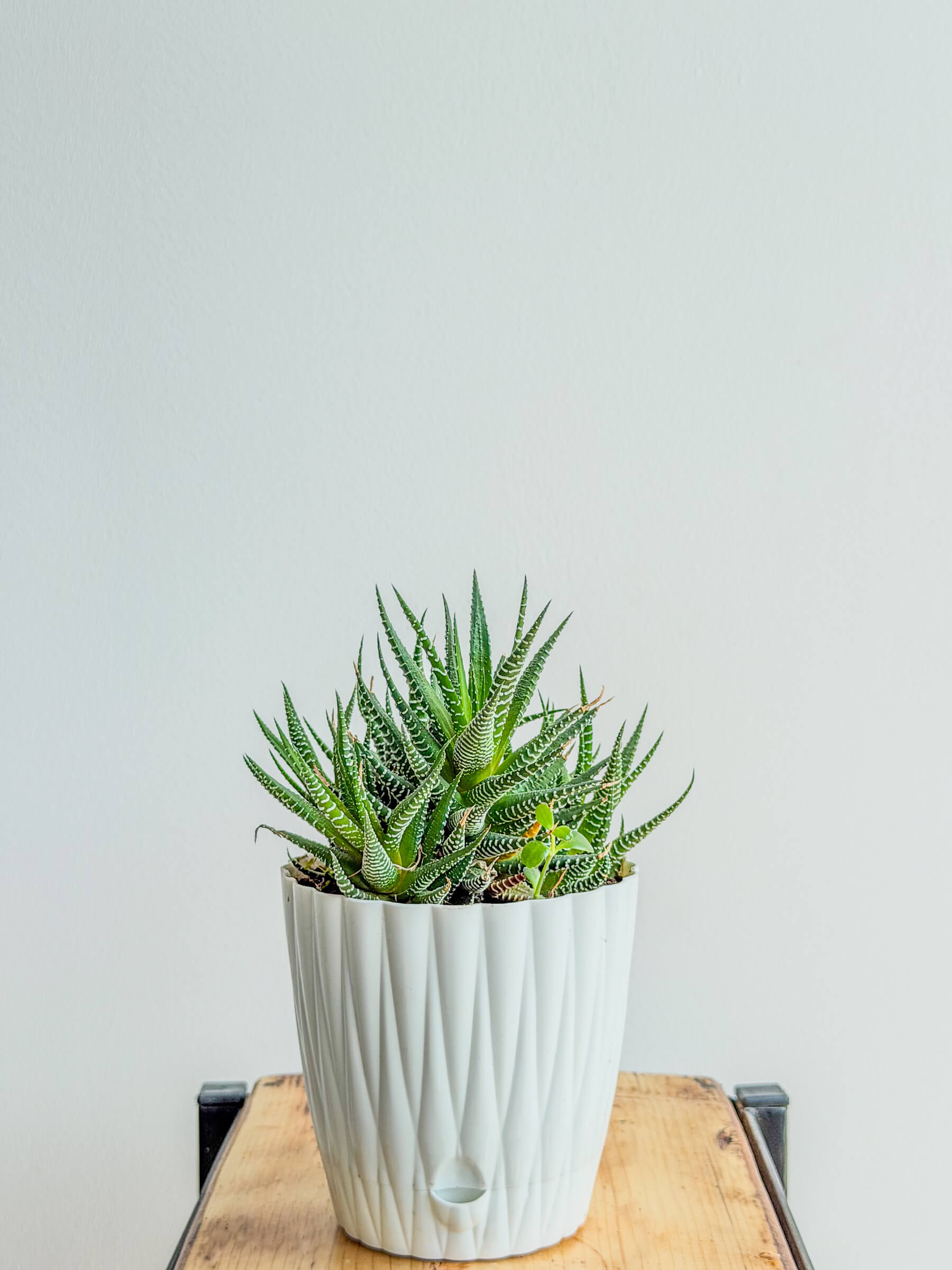 Haworthia - Easy Care Succulent Indoor Houseplant - Fresh flowers Yerevan | Flowers Theory