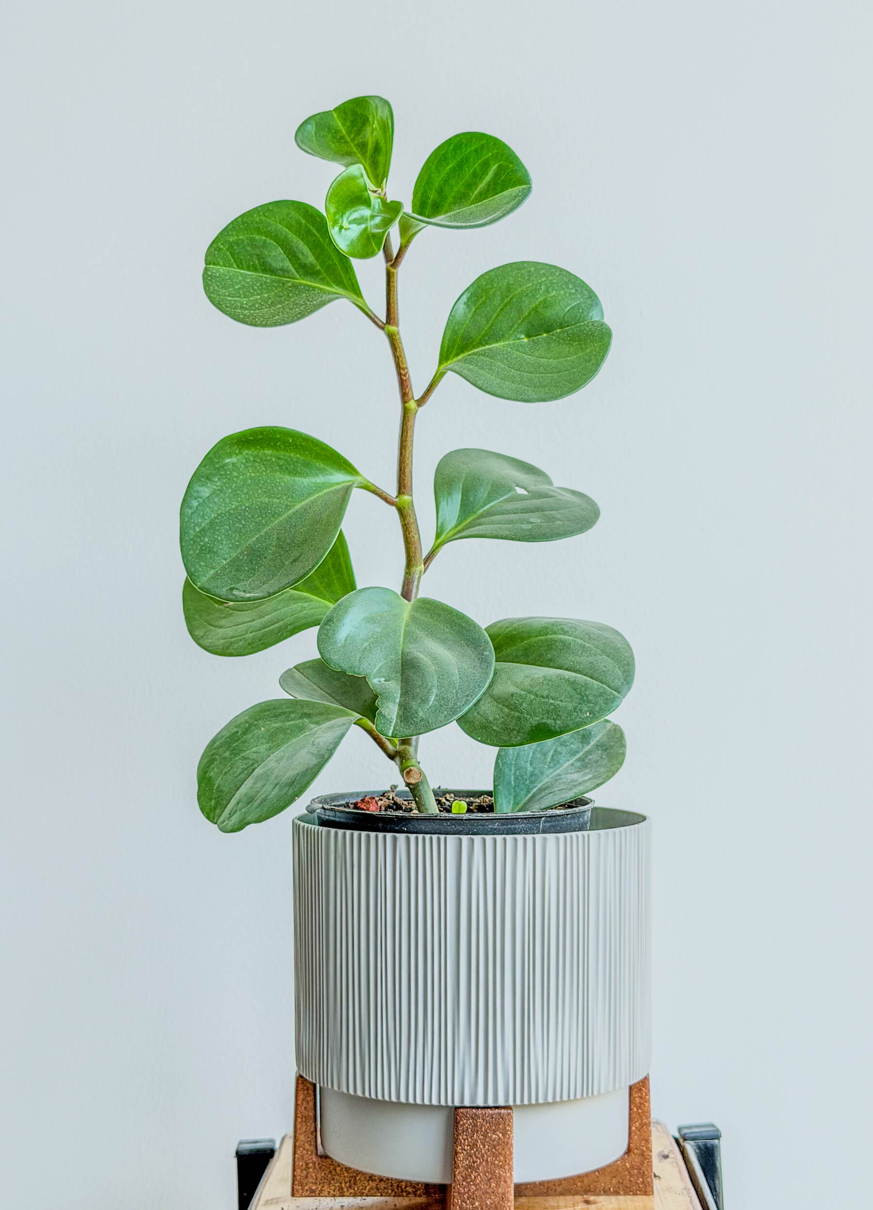 Peperomia Obtusifolia - Low-Maintenance Houseplant - Fresh flowers Yerevan | Flowers Theory