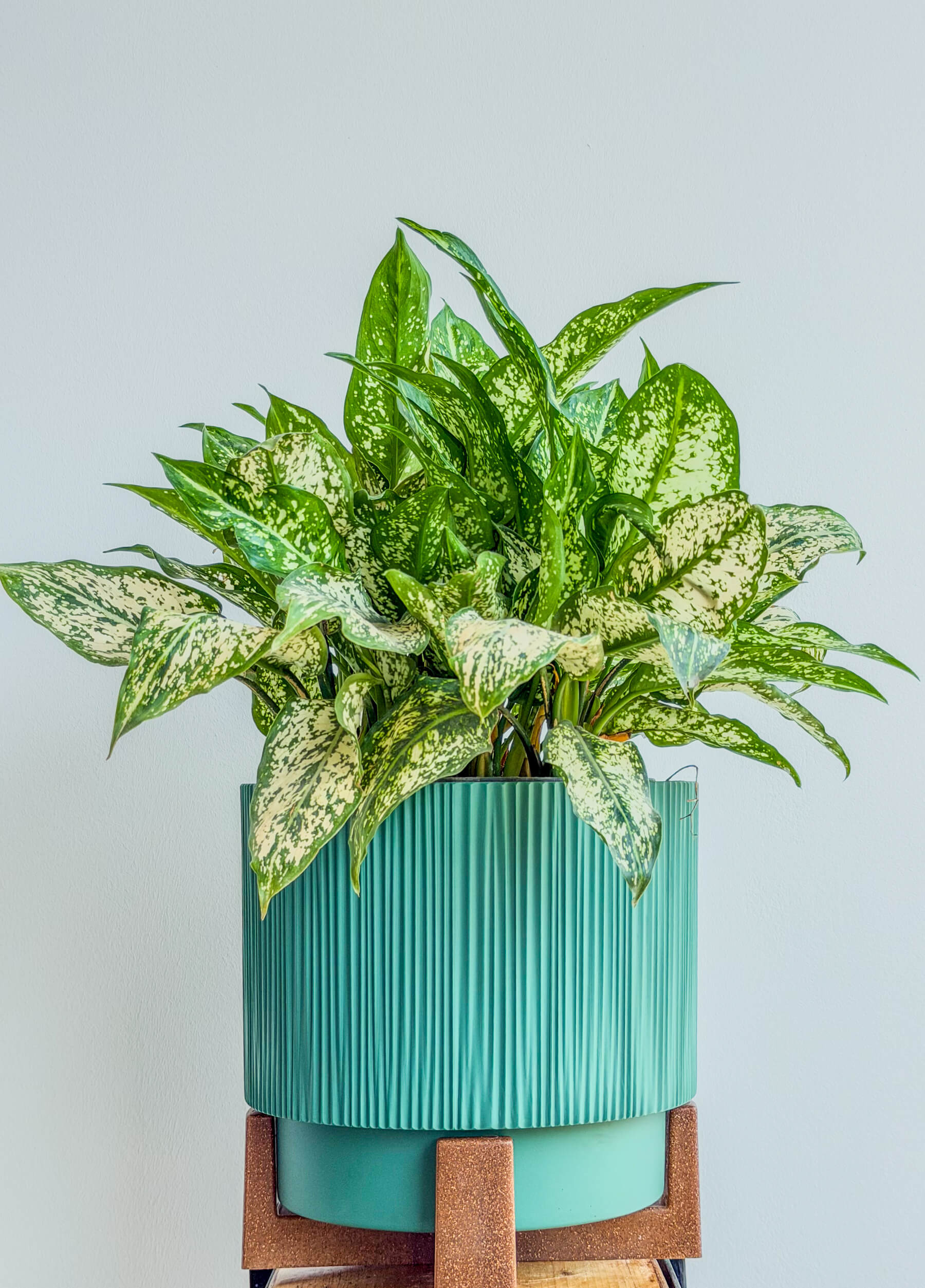 Aglaonema Silver Bay - Easy-Care Variegated Plant - Fresh flowers Yerevan | Flowers Theory