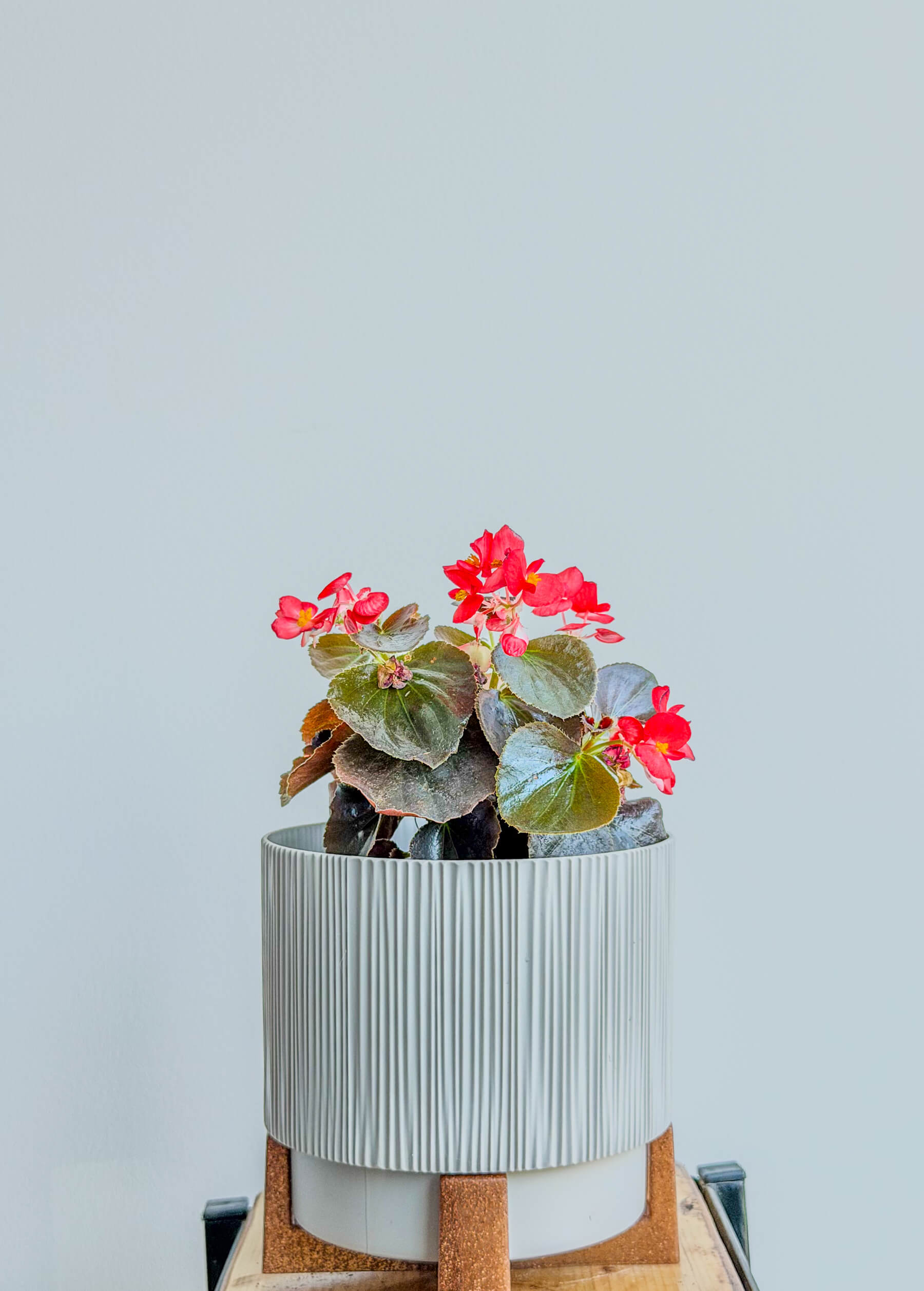 Бегония с розовыми цветами - изящное комнатное растение - Image 1 of 1 | Flowers Theory