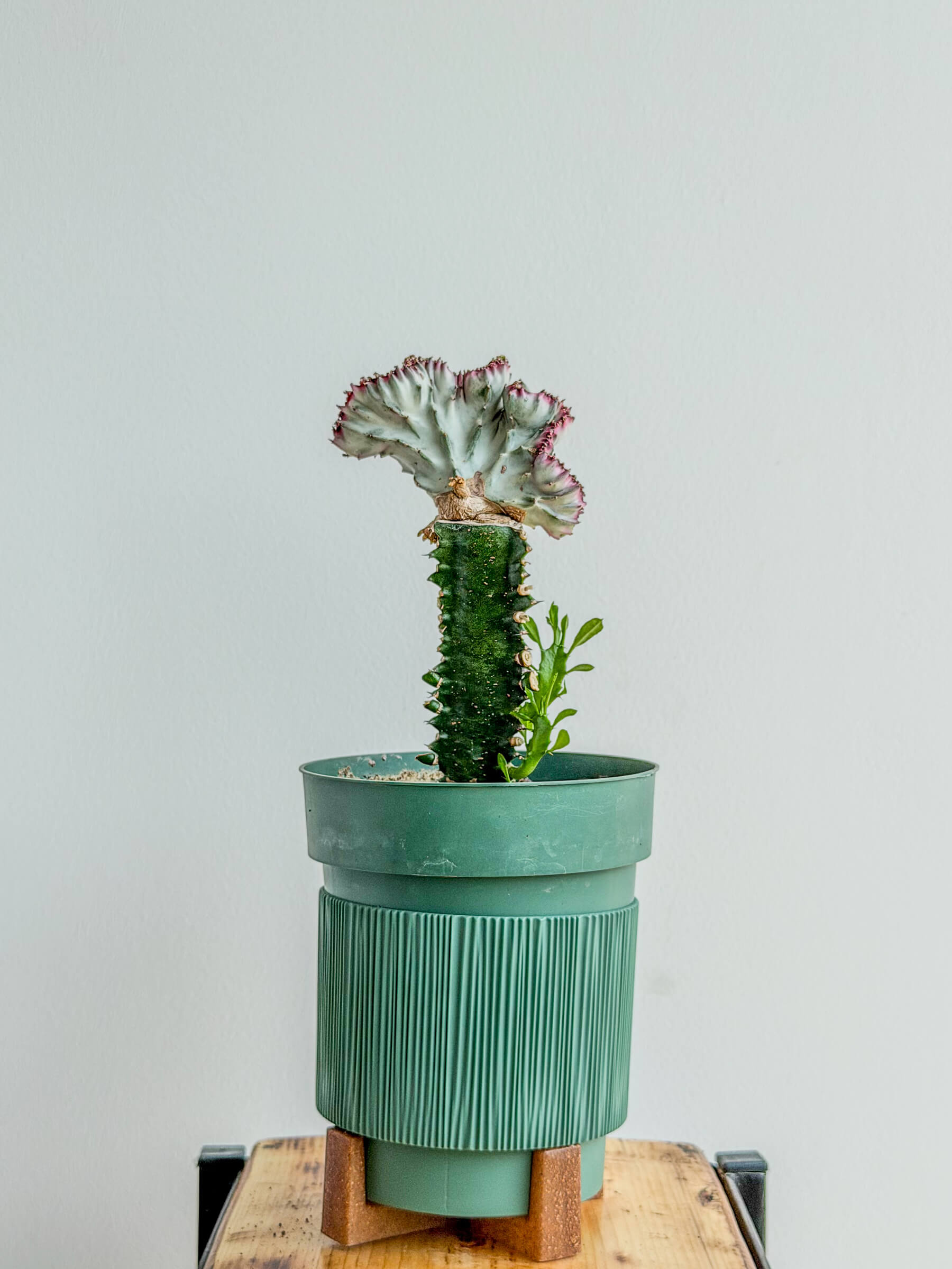 Euphorbia Lactea Cristata - Coral Cactus Succulent - Image 1 of 1 | Flowers Theory